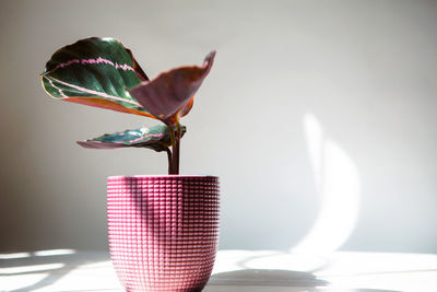 Close-up of potted plant on table