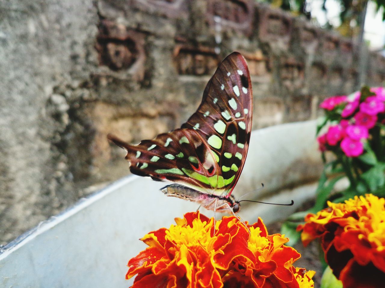 flower, butterfly - insect, insect, fragility, one animal, beauty in nature, nature, animal themes, plant, animals in the wild, no people, freshness, day, butterfly, close-up, growth, outdoors, flower head, pollination