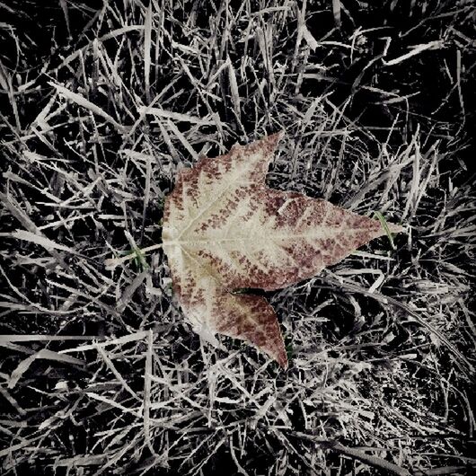 dry, high angle view, leaf, close-up, grass, nature, field, fragility, change, autumn, season, day, ground, outdoors, no people, natural pattern, fallen, twig, plant, wet