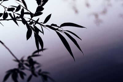 Close-up of plant against white background