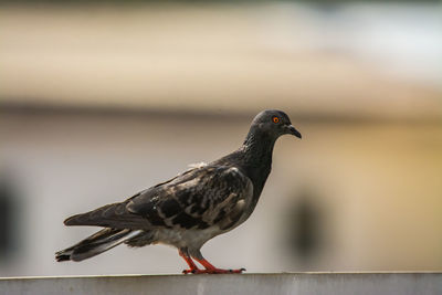 Close-up of bird perching on railing