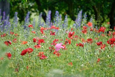 Close-up of red poppy flowers in field