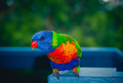 Close-up of parrot perching