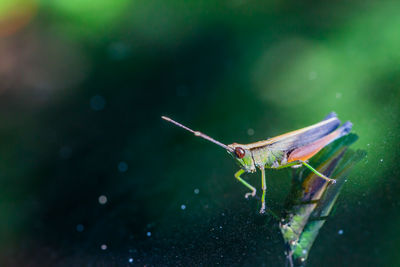 Close-up of insect