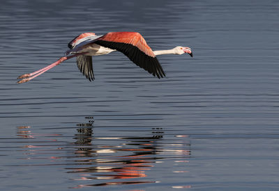 Flamingo flying over lake