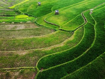 Aerial panorama of agrarian rice fields landscape like a terraced rice fields ubud bali indonesia