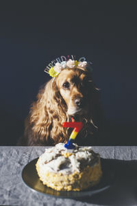 Portrait of dog sitting against black background