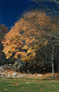 Trees on field