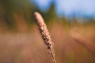 Close-up of stalks in field