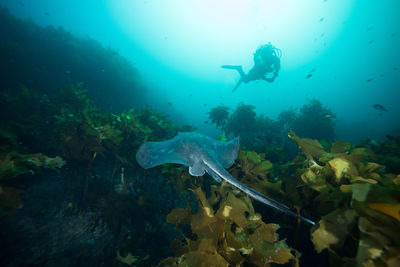 Person scuba diving undersea