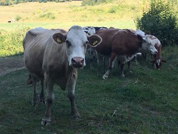 Cows standing in a field