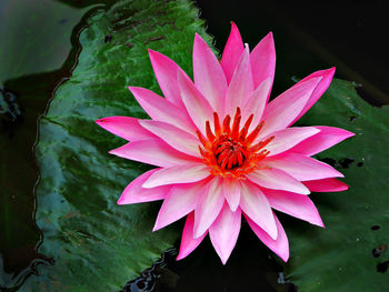 High angle view of pink flower blooming outdoors