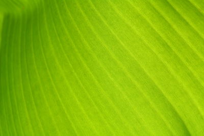 Full frame shot of palm leaves