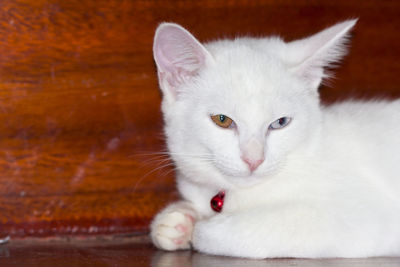 Close-up portrait of cat