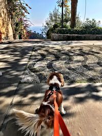 Close-up of dog against sky