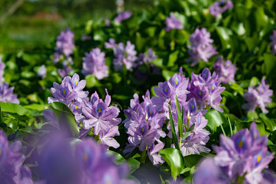 Close-up of purple flowering plants