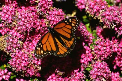 Close-up of butterfly on pink flowers