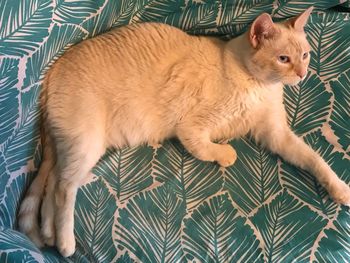 High angle view of cat lying on bed