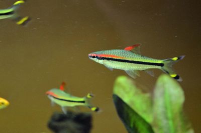 High angle view of fish swimming in water