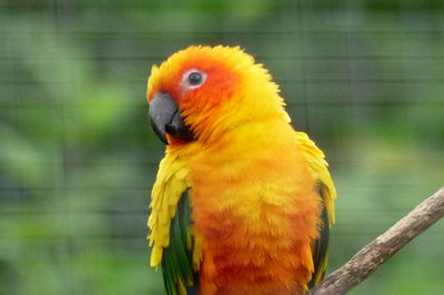 Close-up of parrot on branch