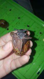 Close-up of hand holding bird