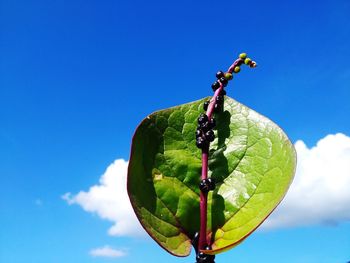 Low angle view of green plant against blue sky