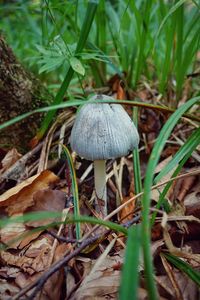 Close-up of mushroom growing on field