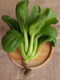 High angle view of green leaf on table