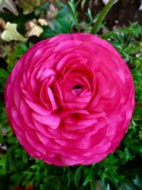 Close-up of pink rose blooming outdoors