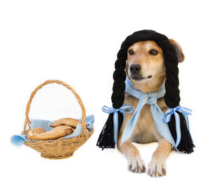 canine