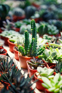 Close-up of succulent plant