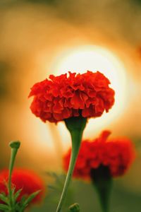 Close-up of red flowers blooming outdoors