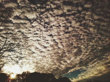 Close-up of tree against sky during sunset