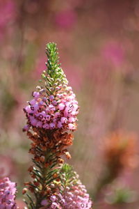 Close-up of purple flowering plant