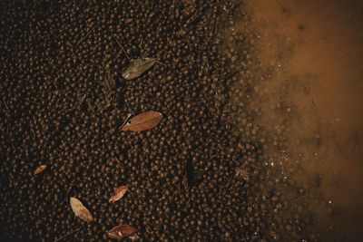 High angle view of dry leaf on sand