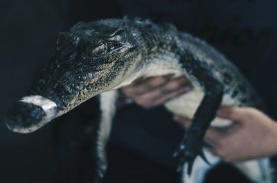 Close-up of hands holding baby crocodile