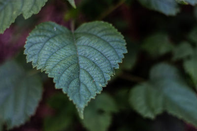 Close-up of leaves