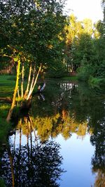 Scenic view of lake by trees against sky