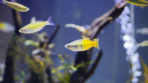 Boesemani rainbowfish