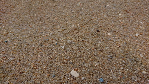 High angle view of crab on sand