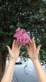 Midsection of woman holding pink flower on tree