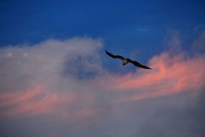 Low angle view of bird flying against sky