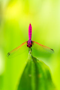 Close-up of insect on flower