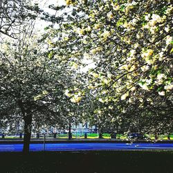 Trees in park