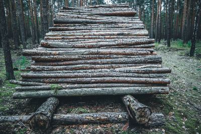 Stack of logs on field in forest