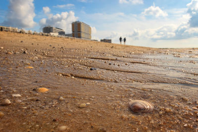 Surface level of seashell on beach against sky