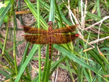 Close-up of butterfly on grass