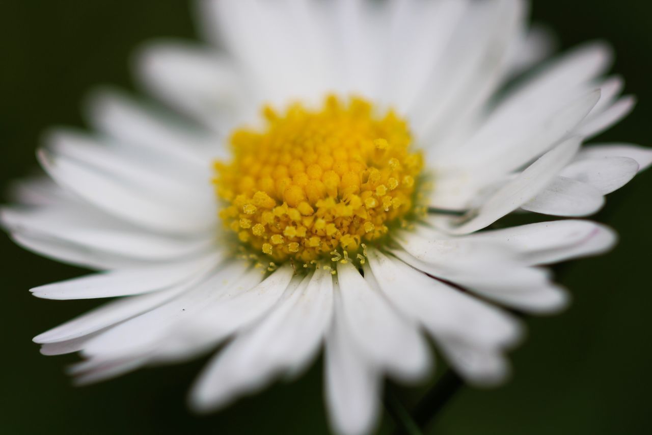 CLOSE UP OF WHITE DAISY FLOWER