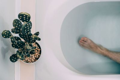 Low section of man in bathtub by potted cactus