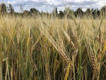 Close-up of stalks in field